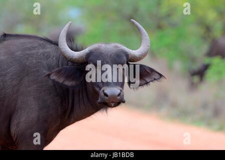 Buffle africain ou buffle (Syncerus caffer), traverser un chemin de terre, Kruger National Park, Afrique du Sud Banque D'Images