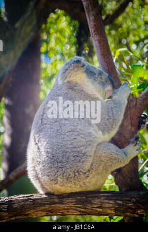 Un koala très fatigués assis sur un arbre d'eucalyptus dans l'Alma Park Zoo, Queensland, Australie. Banque D'Images