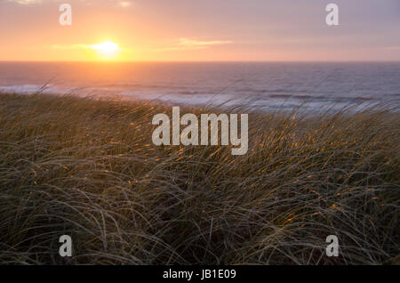Coucher du soleil à la mer du Nord avec l'Ammophila en premier plan Banque D'Images
