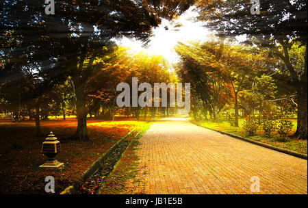 Jaune Sunlighted arbre d'automne dans un parc Banque D'Images