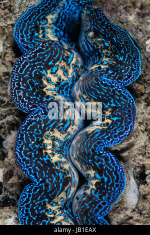 Un bénitier (Tridacna maxima) pousse sur un récif de corail dans le Parc National de Komodo, en Indonésie. Cette région est connue pour ses spectaculaires de la biodiversité marine. Banque D'Images