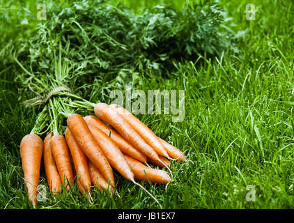 Botte de carottes orange biologique fraîchement récoltées avec leur laisse intact couché sur l'herbe verte et luxuriante avec copyspace Banque D'Images