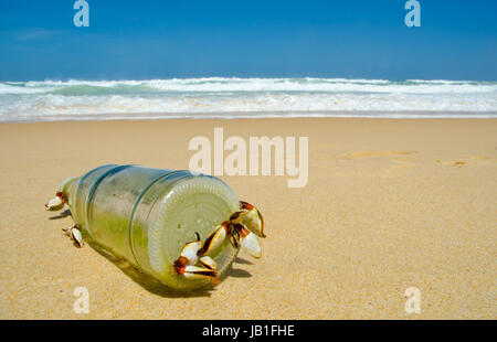 Barnacle Goose sur la bouteille Banque D'Images