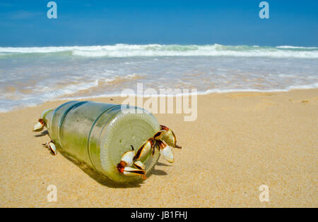 Barnacle Goose sur la bouteille Banque D'Images
