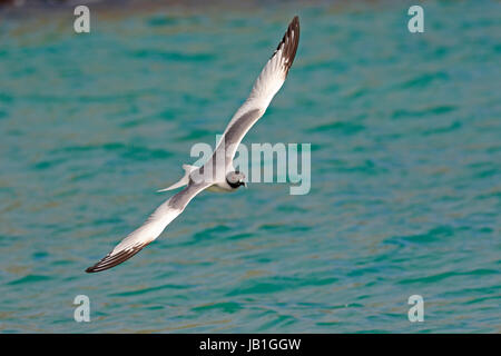 Mouette à queue adultes en vol sur l'île de Genovesa aux Galapagos Banque D'Images