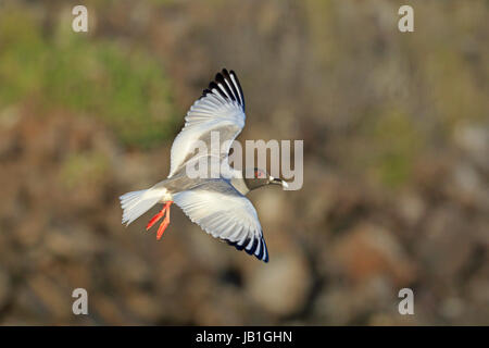 Mouette à queue adultes en vol sur l'île de Genovesa aux Galapagos Banque D'Images