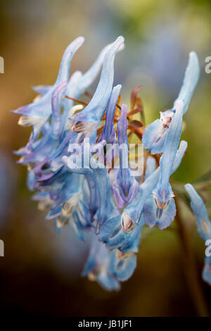 Corydalis flexuosa 'China Blue' Banque D'Images