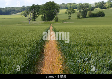 Sentier public par l'intermédiaire d'un champ cultivé de West Sussex. Banque D'Images