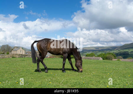 Throughbred cheval paissant dans un paddock, North Yorkshire, UK. Banque D'Images