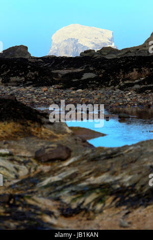 Bass Rock, prises de North Berwick, Ecosse, Royaume-Uni Banque D'Images