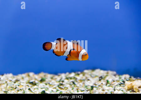 Image de poisson clown dans l'eau de l'aquarium Banque D'Images