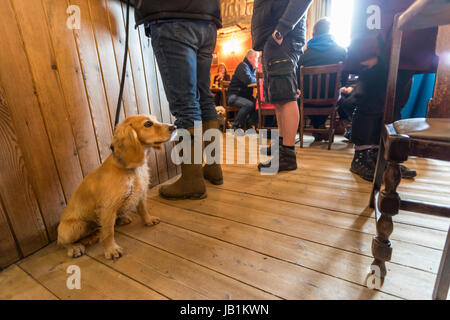 Les promeneurs de chiens dans la pub, l'auberge de bateau promenade côtière et repas dans un pub. Newton faible par la mer, Northumberland, Angleterre. Banque D'Images