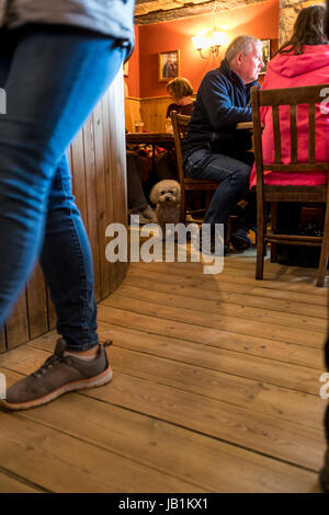 Les promeneurs de chiens dans la pub, l'auberge de bateau promenade côtière et repas dans un pub. Newton faible par la mer, Northumberland, Angleterre. Banque D'Images