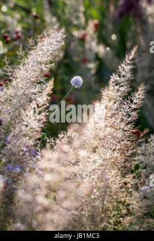 Petit jardin de cendres, Fenny Bridge, Devon. Jardin d'automne. Lone Scabiosa flower entre Calamagrostis brachytricha herbe Banque D'Images