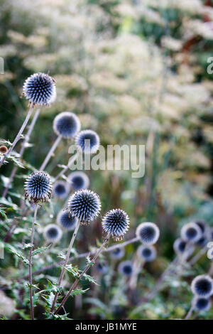 Nepeta faassenii (Globe Thistle) Banque D'Images