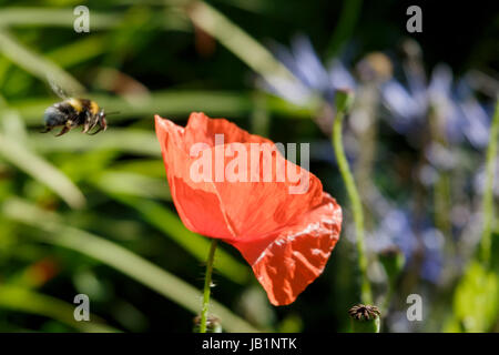 Papaver rhoeas, champ de pavot et de bourdon Banque D'Images