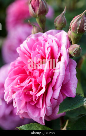 Rosa 'Gertrude Jekyll' Banque D'Images