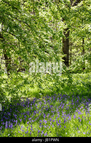 Jacinthes des bois en à Westonbirt Arboretum, Gloucestershire, Royaume-Uni Banque D'Images