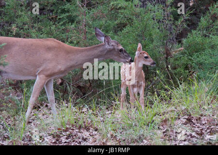 Texas white-tail deer doe s'occupent d'un de ses petits Banque D'Images