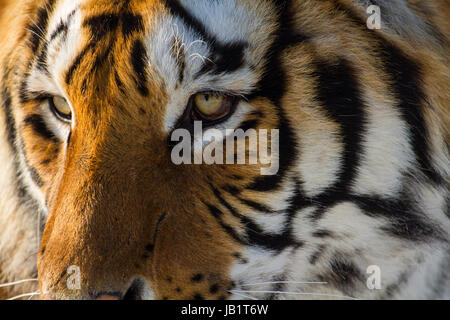 Yeux d'un tigre de Sibérie, Hengdaohezi tiger conservation Park, près de la ville de Hailin dans la province du Heilongjiang, nord-est de la Chine Banque D'Images