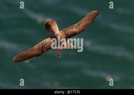 Jeune Faucon pèlerin (Falco peregrinus), volant avec du sang sur ses pieds Banque D'Images