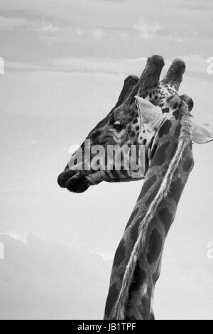 Rothschild rothschild Girafe (Giraffa camelopardalis) Banque D'Images
