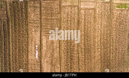 Une vue sur le jardin à partir de la texture du jardin . Banque D'Images