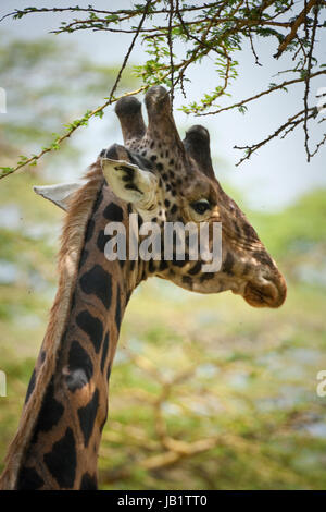 Rothschild Girafe (Giraffa camelopardalis) rothschild au lac Nakuru, Kenya. La girafe Rothschild est la deuxième espèce en voie de disparition avec seulement Banque D'Images