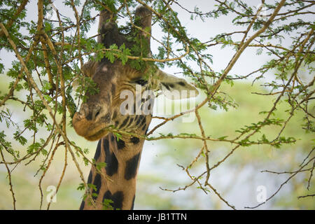 Rothschild Girafe (Giraffa camelopardalis) rothschild au lac Nakuru, Kenya. La girafe Rothschild est la deuxième espèce en voie de disparition avec seulement Banque D'Images