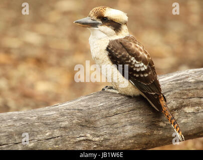 Un Kookaburra riant reposant sur un vieux la perche en Australie. Banque D'Images