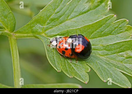 Une paire d'accouplement d'Arlequins coccinelles Banque D'Images