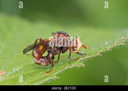 Voler à tête épaisse (Sicus ferrugineus) Banque D'Images