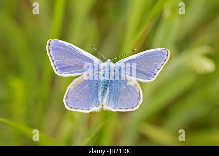 Commune mâle bleu (Polyommatus icarus) Banque D'Images