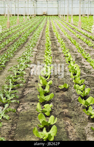 Sommaire La nouvelle plantation de jeunes plants de salades et de Andive en serre en été - verticale Banque D'Images