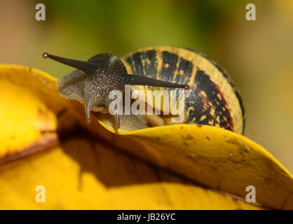 Escargot sur feuille jaune Banque D'Images