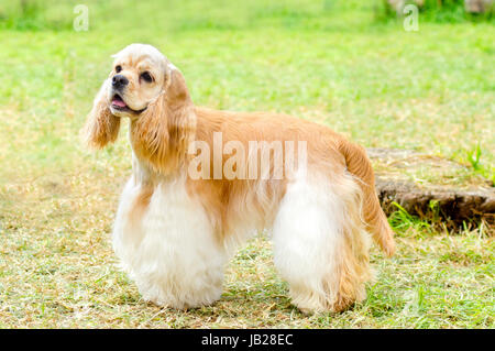 Un petit jeune, belle, fauve crème clair et blanc American Cocker Anglais chien debout sur l'herbe, avec ses armoiries clipsé dans un spectacle à couper, très sympa et très beau. Le Spanyell Cocker les chiens sont un système intelligent, doux et joyeux race. Banque D'Images