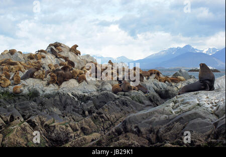 La colonie de lions de mer, le Canal de Beagle, Patagonie, Argentine, Amérique du Sud Banque D'Images