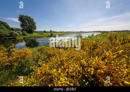 Lippe, renaturalized paysage de prairie à proximité de l'estuaire de la rivière dans le Rhin, genêt arbuste à fleurs jaunes, Wesel, Bas-rhin, Amérique du Rhine-Westphal Banque D'Images