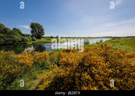 Lippe, renaturalized paysage de prairie à proximité de l'estuaire de la rivière dans le Rhin, genêt arbuste à fleurs jaunes, Wesel, Bas-rhin, Amérique du Rhine-Westphal Banque D'Images