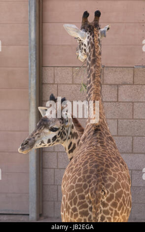 Giraffs au Zoo de San Diego à San Diego, Californie. Banque D'Images