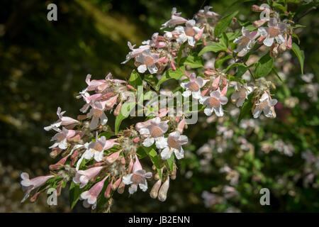 La croissance de la nature autour de Tenryu-ji dans de Arashiyama, Kyoto, Japon. Banque D'Images