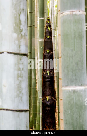 Pousse de bambou, forêt de bambous d'Arashiyama, à Kyoto, au Japon. Banque D'Images