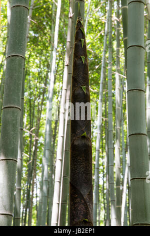 Pousse de bambou, forêt de bambous d'Arashiyama, à Kyoto, au Japon. Banque D'Images