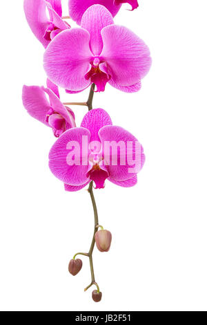 Radiant Orchid flower isolated Banque D'Images