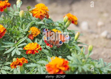 Fleur jaune et orange et bud marigold avec papillon paon européen appelé vivid Banque D'Images