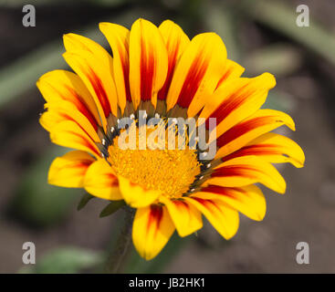 Fleur jaune et orange d'un seul coup gros plan. Banque D'Images