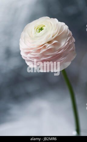 Ranunculus. Meilleure carte pour la Saint-Valentin. Je t'aime! Bonne Saint Valentin ! fleur. Retouche détaillée. Art Banque D'Images