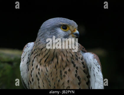 Extreme close-up of a mâles de la crécerelle (Falco tinnunculus). Banque D'Images