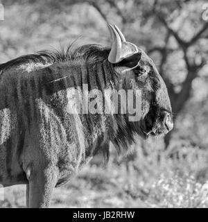 Un portrait Portrait d'un Gnou bleu dans le sud de la savane africaine Banque D'Images