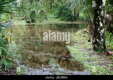 La zone tropicale de la Floride du sud, inondée après des pluies. Banque D'Images